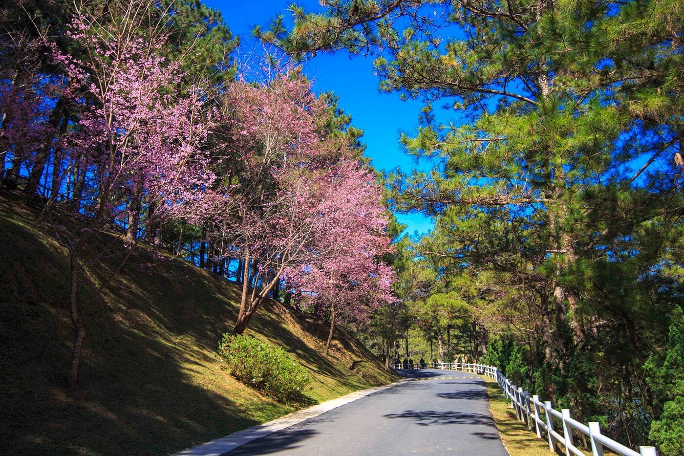 wild-himalayan-cherry